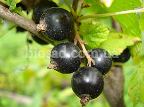 Чорна смородина Голубка