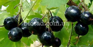 Чорна смородина Чорний Бумер