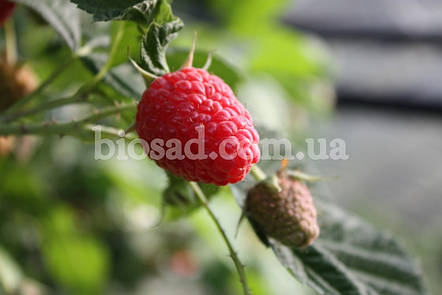 Малина Зюгана (Sugana), фото 1