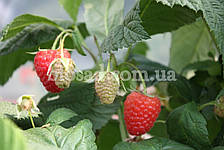 Малина Зюгана (Sugana), фото 3