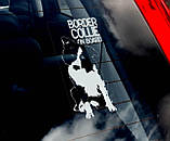 Бордер Коллі (Border Collie) стикер, фото 2