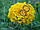 Насіння чорнобривців Сонячні гіганти Золоті, 50г, фото 2