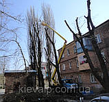 Видалення омели, обрізання омели, фото 2