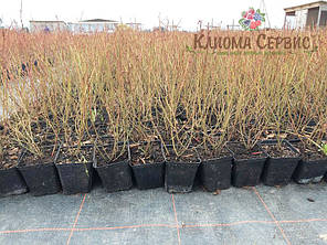 Саджанці лохини Блюголд (Bluegold) 5 річні, конт. 20 л, фото 4
