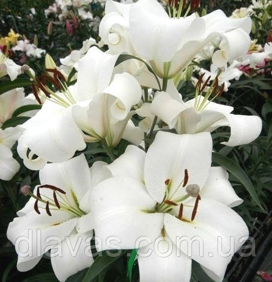 Лілію Лілію ОТ-гібридна футів (Zambesi) Квітка до 25 см
