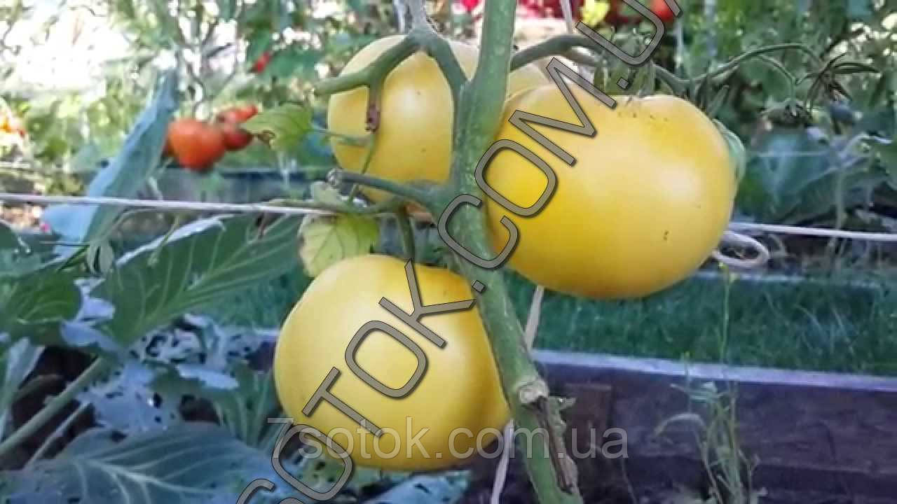 Семена томата Пустотелый Белый, 50г - фото 2 - id-p514821095