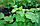 Сітка огіркова шпалера (1.7 м х 5 м) Сітка для огірків, фото 6