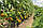 Сітка огіркова шпалера (1.7 м х 10 м) Сітка для огірків, фото 5