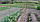 Сітка огіркова шпалера (1.7 м х 50 м) Сітка для огірків, фото 3
