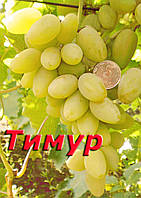 Саджанці винограду раннього терміну дозрівання сорту Тимур рожевий