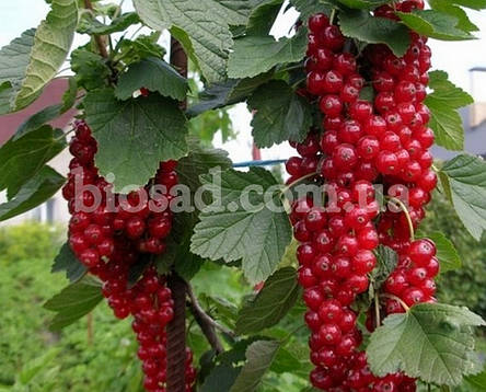 Червона смородина Ровада (Rovada), пізній сорт, фото 1