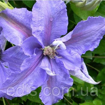 Клематис Бал квітів, фото 1