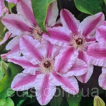 Клематис Capitan Thuilleaux (Капітан Туллекс)