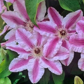 Клематис Capitan Thuilleaux (Капітан Туллекс), фото 1