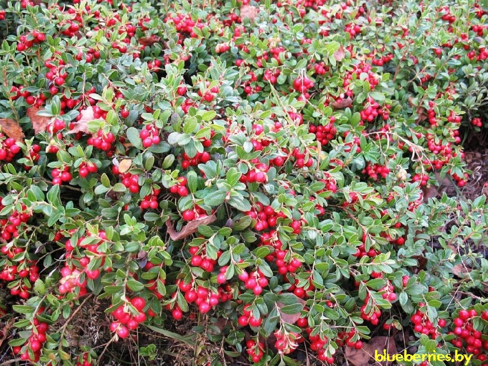 Брусниця Ред Перл, контейнер 0.5л, фото 1