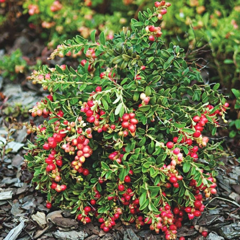 Брусниця Руно Білявське, контейнер 0.5л, фото 1