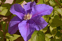 Клематис Бал квітів, фото 4