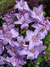 Клематис Бал квітів, фото 5