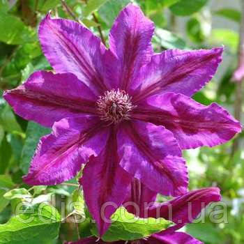 Клематис Kacper (Каспер), фото 1