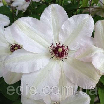 Клематис Miss Bateman (Міс Бейтман/ Міс Бейтмен), фото 1