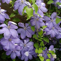 Клематис Mrs Cholmondeley (Місіс Челмондели / Чолмондели), фото 5