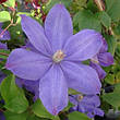 Клематис Mrs Cholmondeley (Місіс Челмондели / Чолмондели), фото 6