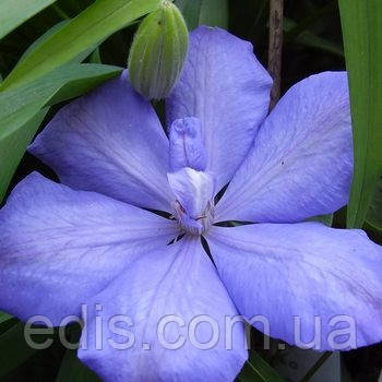 Клематис Mrs Cholmondeley (Місіс Челмондели / Чолмондели), фото 1