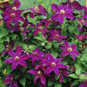 Клематис Mrs N. Thompson, фото 2