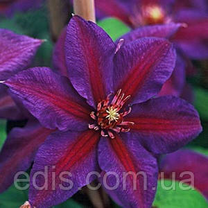 Клематис Mrs N. Thompson