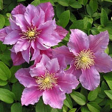 Клематис Piilu, фото 2