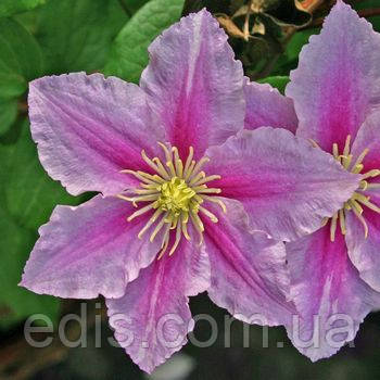 Клематис Piilu