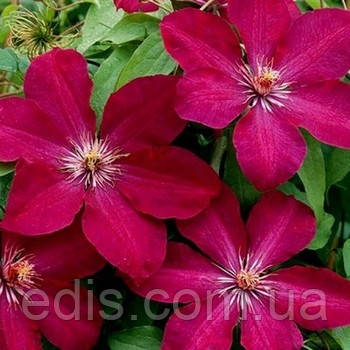 Клематис Rouge Cardinal, фото 1