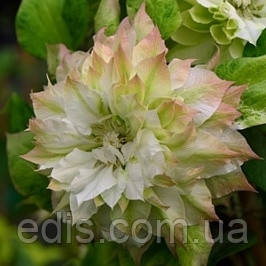 Клематис Sen-no-Kaze (Сен-но-Казе), фото 1