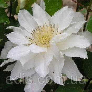 Клематис Sylvia Denny (Сільвія Денні)