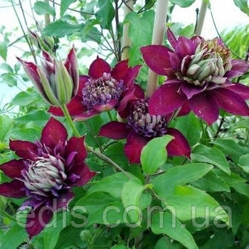 Клематис Temptation, фото 2