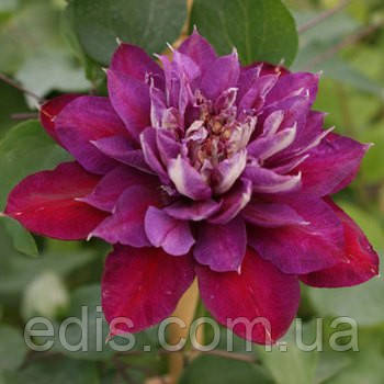 Клематис Temptation, фото 1