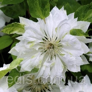 Клематис Yukiokoshi (Юкіокоші), фото 1