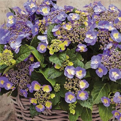 

Гортензія Blueberry Cheesecake (саджанці)