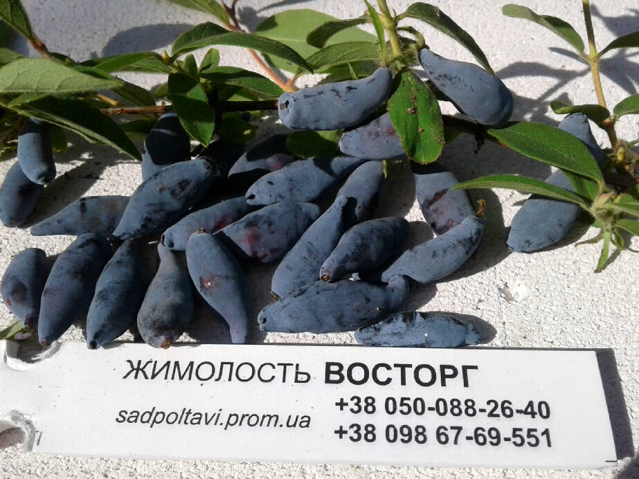 

Саженцы жимолости Восторг в конт.3л