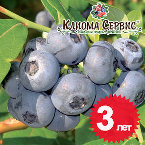 Чорниця сорт Чандлер, 2 річна 1.5 л, фото 3