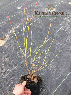 Чорниця сорт Чандлер, 2 річна 1.5 л, фото 4
