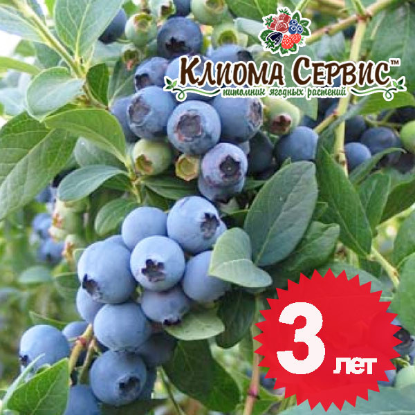 Саджанці лохини сорт Елліот 3 річні, конт. 10 л