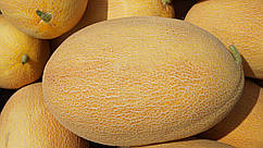 Насіння дині Мазін F1/Mazin F1 1000 насіння Clause