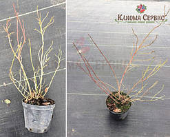 Голубика 3 летняя (27.03.2017)