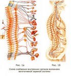 Компьютерная диагностика организма Имедис в Харькове - фото 2 - id-p3161298