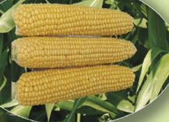 Насіння цукрової кукурудзи AGX 11-195 F1 5000 насіння Agri Saaten