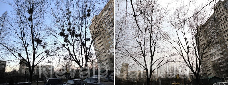 Видалення омели, обрізання омели, фото 1