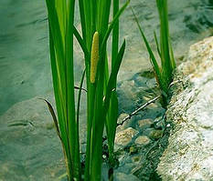 Лепеха звичайна (Acorus calamus)