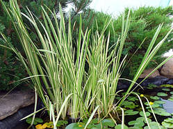 Аїр варієгатний, лепеха строката (Acorus calamus «Variegatus»)