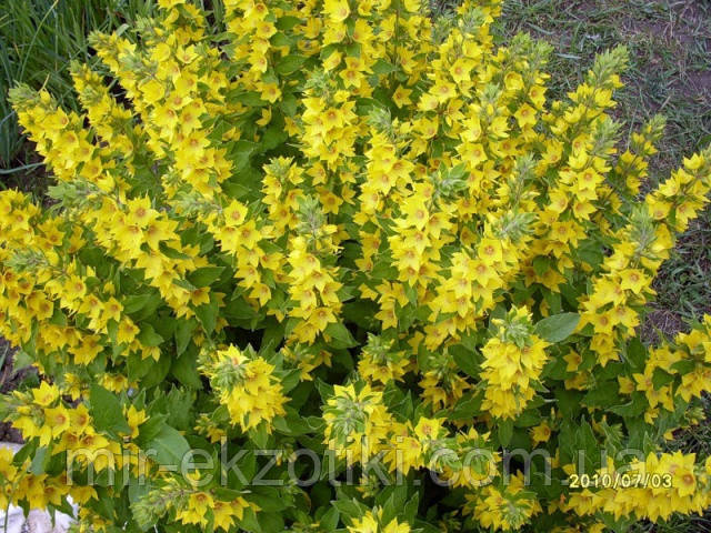 Вербийник точковий (Lysimachia punctata)